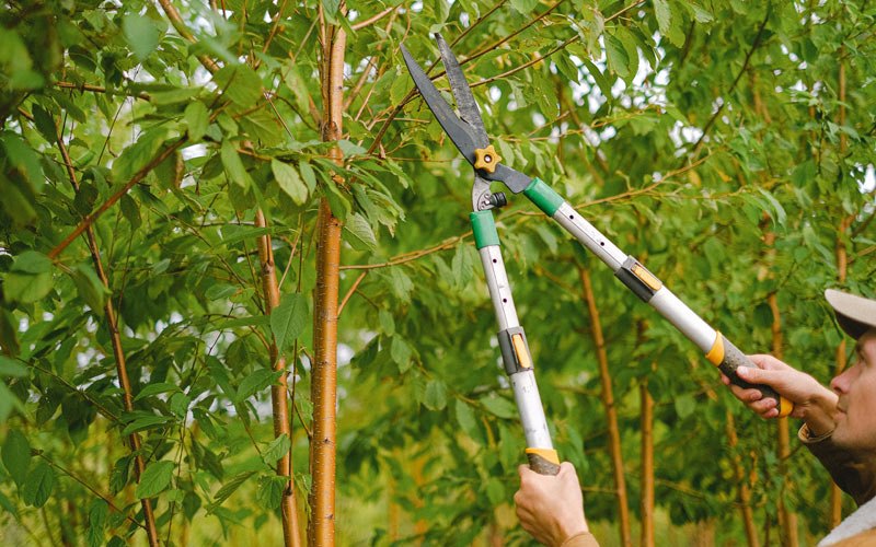 Tree trimming in Wyanet, IL